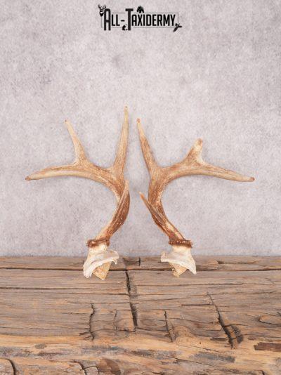 Whitetail deer broken skull cap SKU 3386