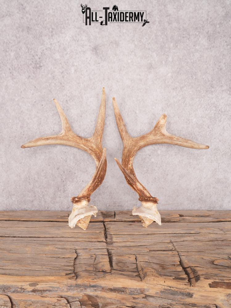 Whitetail deer broken skull cap SKU 3386