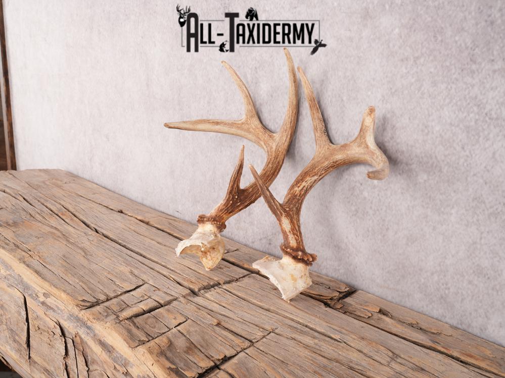 Whitetail deer broken skull cap SKU 3386 - Image 7