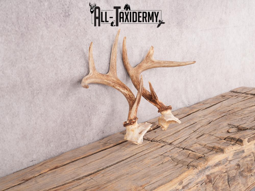 Whitetail deer broken skull cap SKU 3386 - Image 6