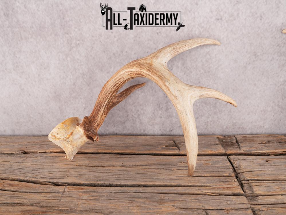 Whitetail deer broken skull cap SKU 3386 - Image 5