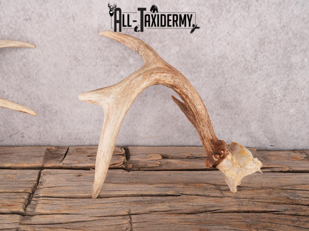 Whitetail deer broken skull cap SKU 3386 - Image 4