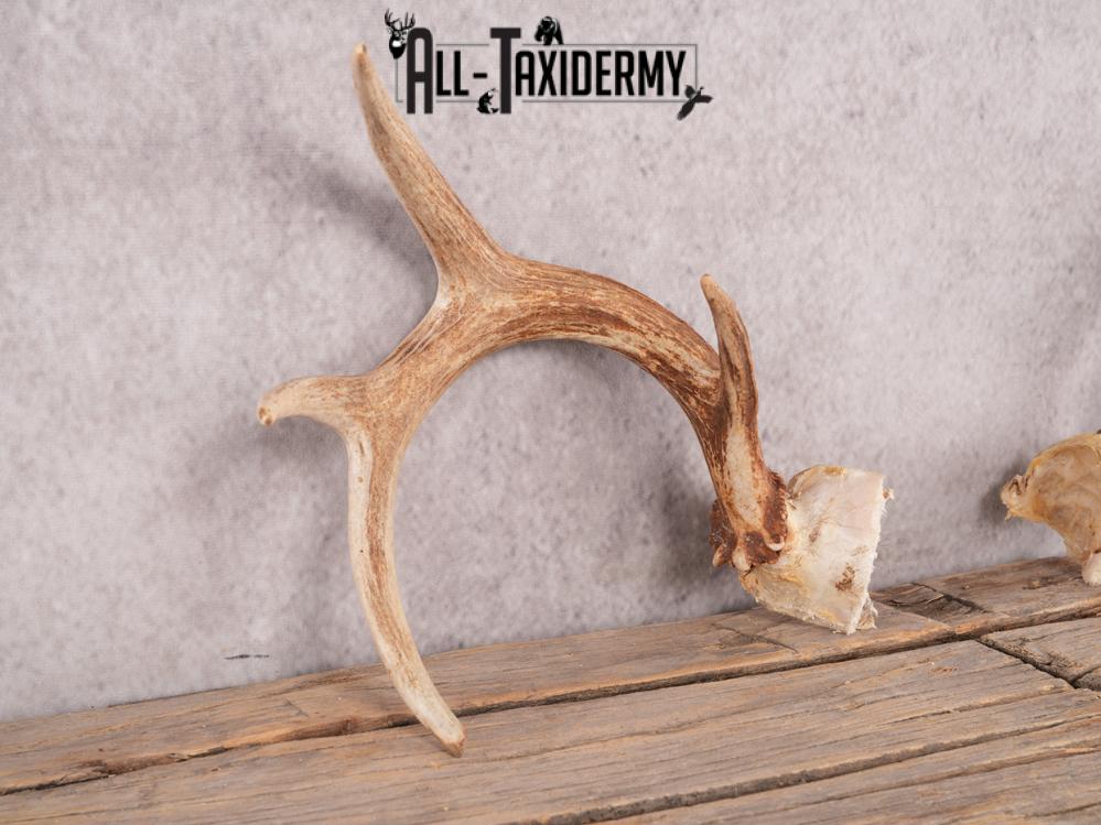 Whitetail deer broken skull cap SKU 3386 - Image 3