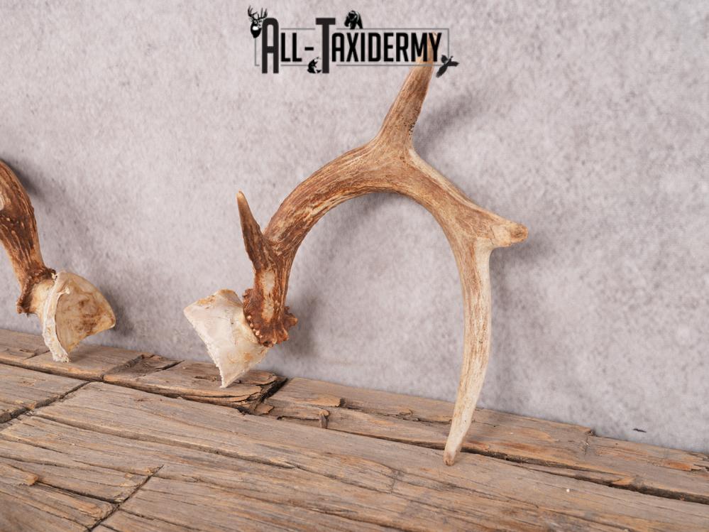 Whitetail deer broken skull cap SKU 3386 - Image 2
