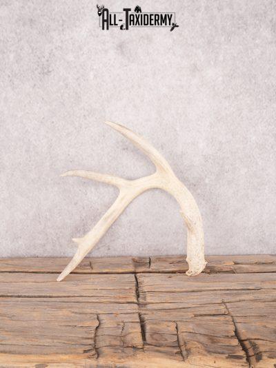 Whitetail deer antler shed SKU 3392