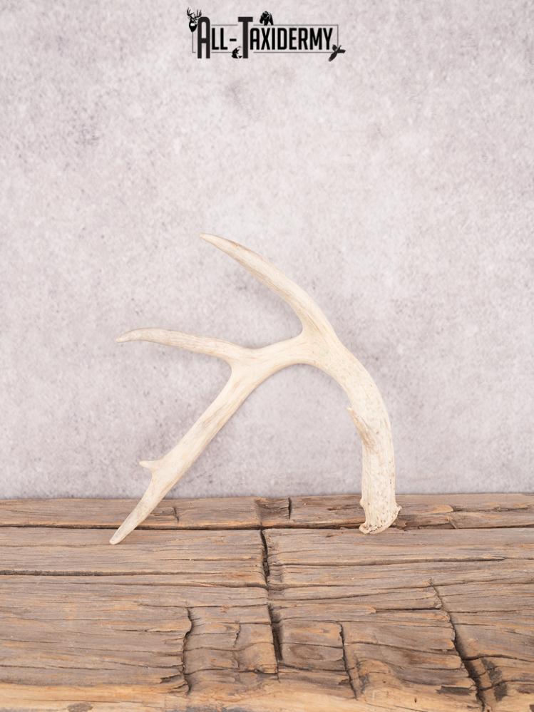 Whitetail deer antler shed SKU 3392