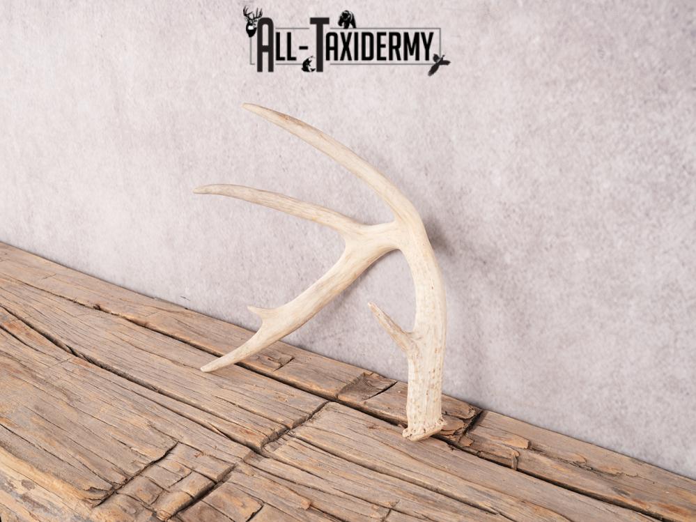 Whitetail deer antler shed SKU 3392 - Image 4