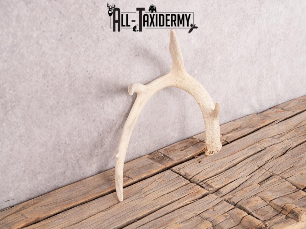 Whitetail deer antler shed SKU 3392 - Image 3