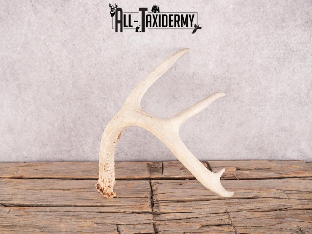 Whitetail deer antler shed SKU 3392 - Image 2