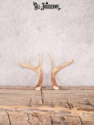 Whitetail deer Cut Off Antlers SKU 3391