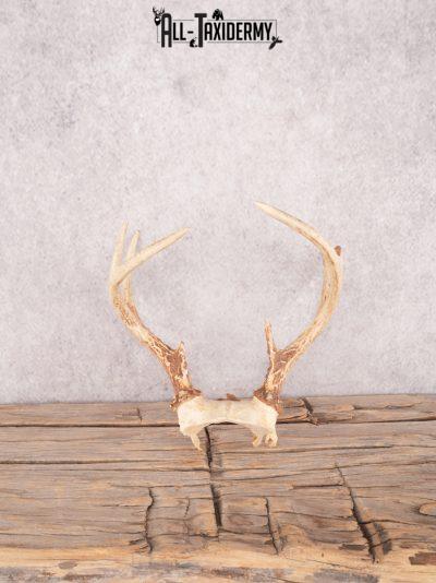 Whitetail deer skull cap SKU 3387