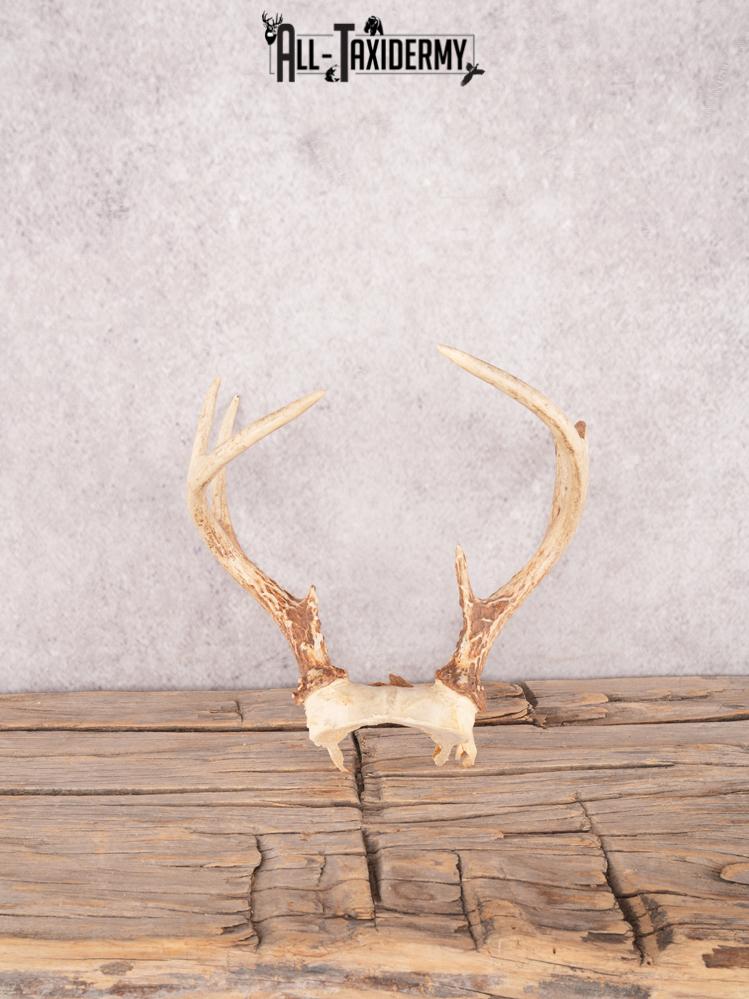 Whitetail deer skull cap SKU 3387