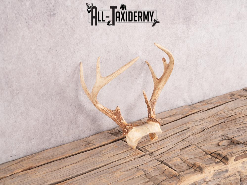 Whitetail deer skull cap SKU 3387 - Image 4