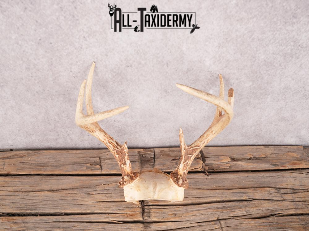 Whitetail deer skull cap SKU 3387 - Image 3