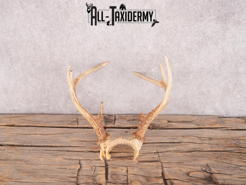 Whitetail deer skull cap SKU 3387 - Image 2
