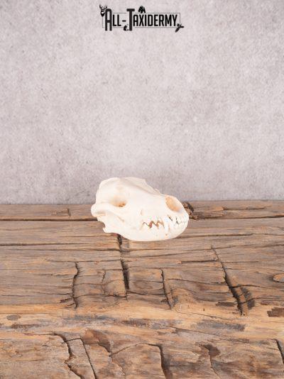 Coyote Skull SKU 3429
