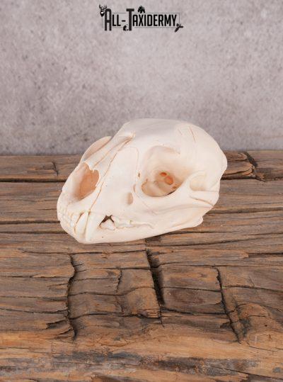 Cougar Skull SKU 3427