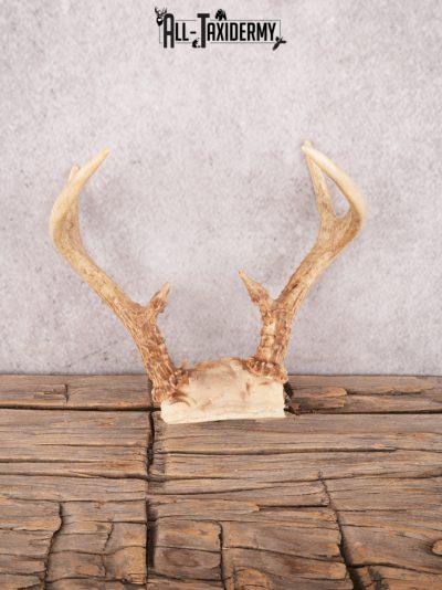 Whitetail deer skull cap SKU 3383