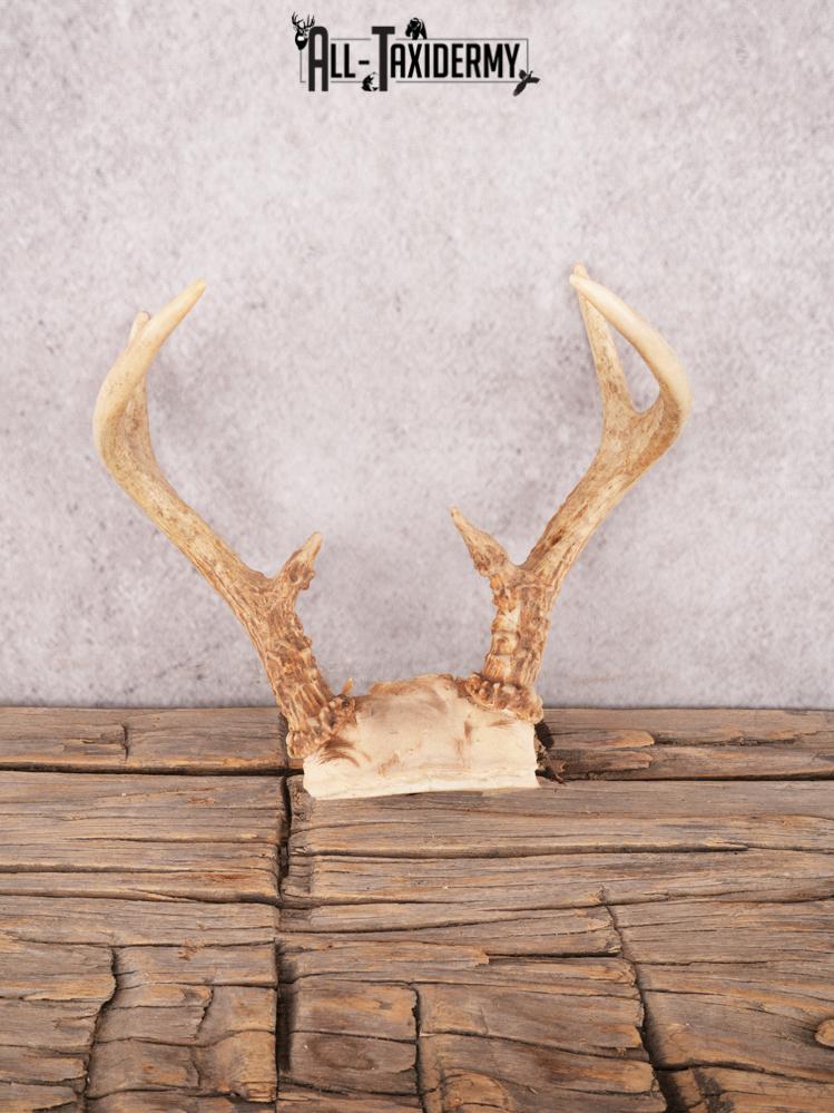 Whitetail deer skull cap SKU 3383
