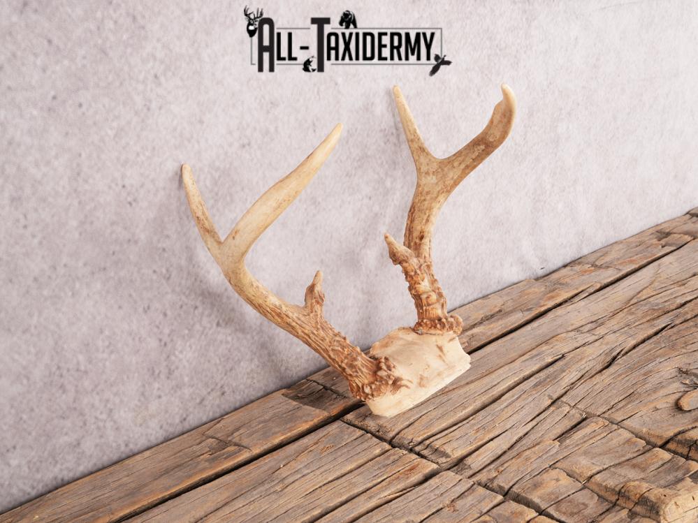 Whitetail deer skull cap SKU 3383 - Image 4