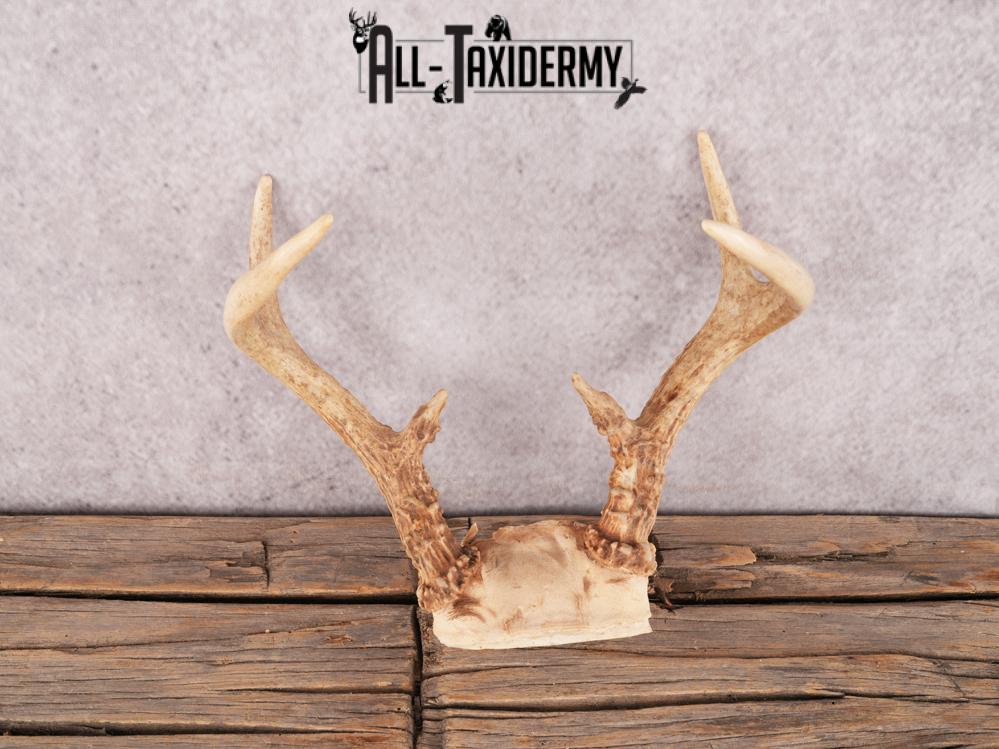 Whitetail deer skull cap SKU 3383 - Image 3