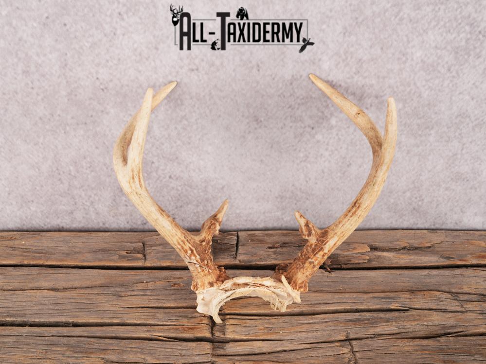 Whitetail deer skull cap SKU 3383 - Image 2