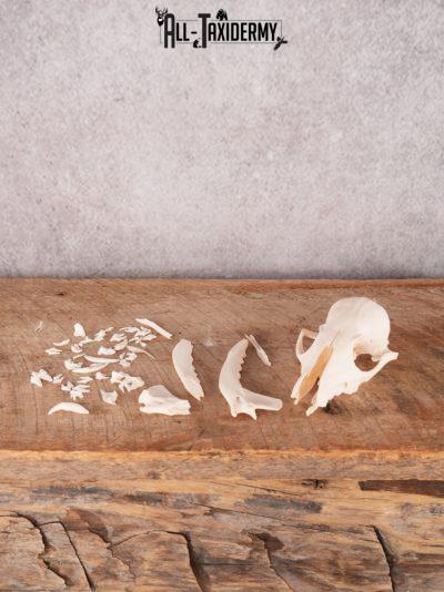 Red Fox Skull Pieces SKU 3428