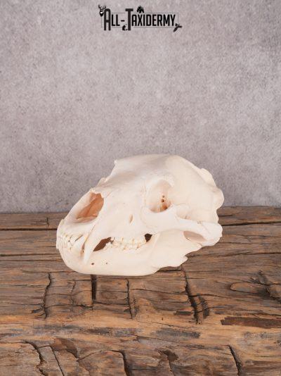 Alberta Black Bear Skull SKU 3426