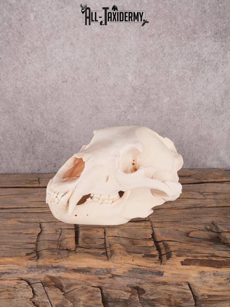 Alberta Black Bear Skull SKU 3426