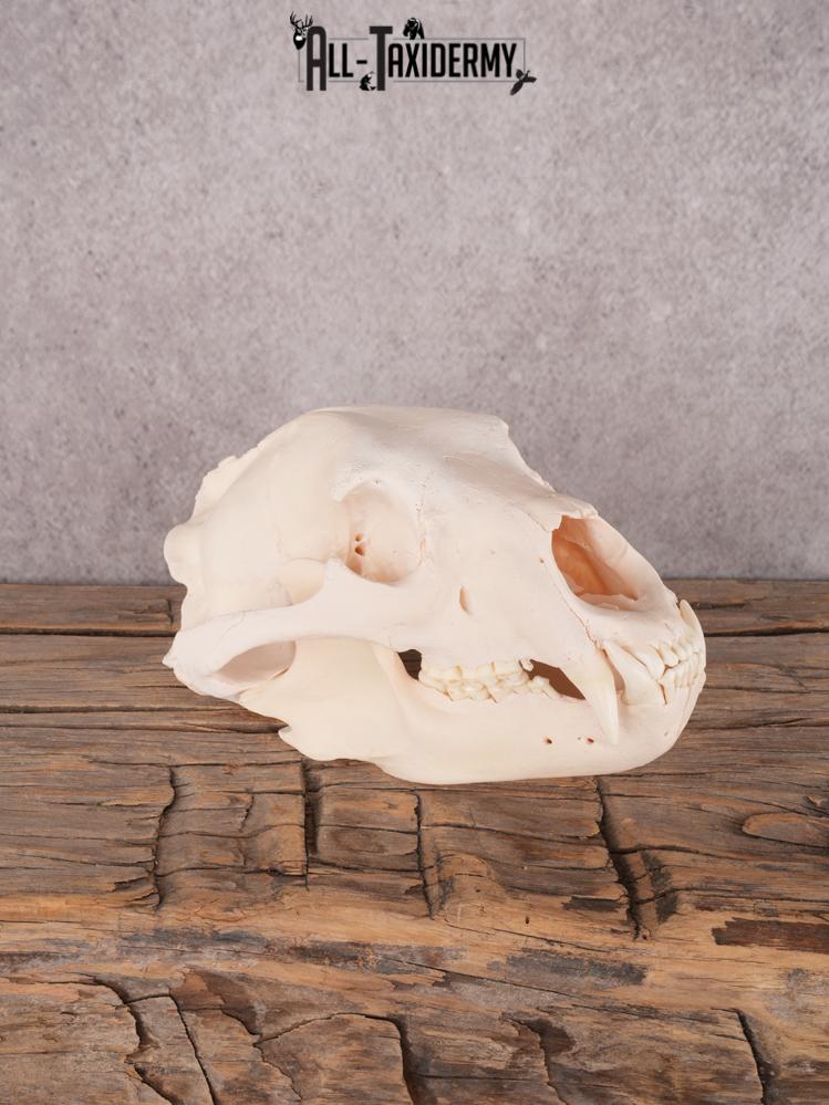 Alberta Black Bear Skull SKU 3426 - Image 7