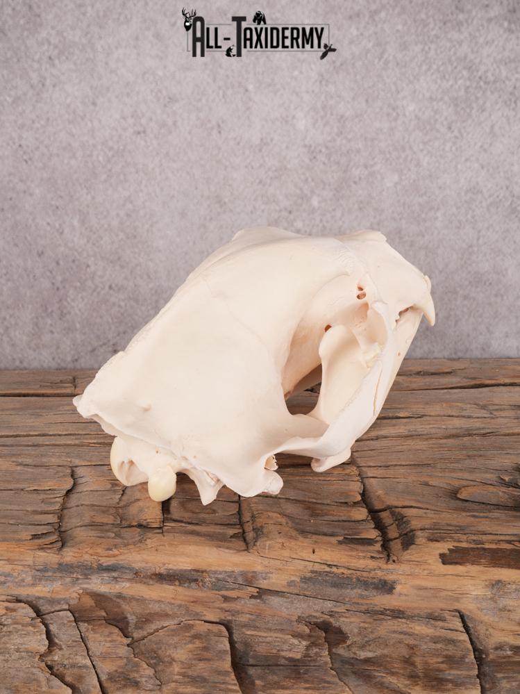 Alberta Black Bear Skull SKU 3426 - Image 6