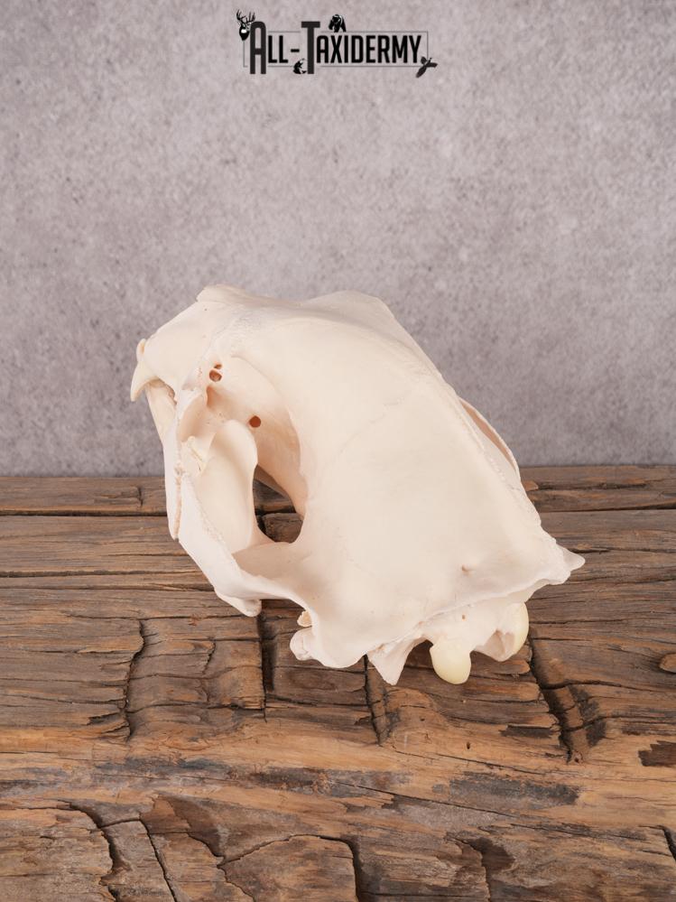 Alberta Black Bear Skull SKU 3426 - Image 5