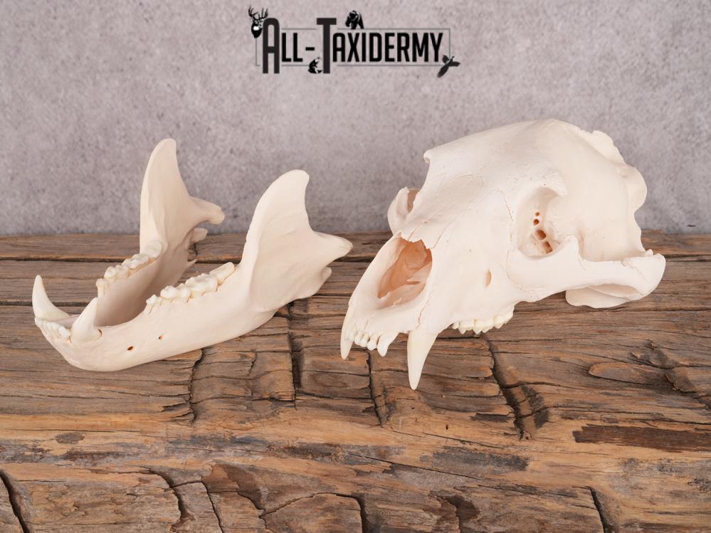 Alberta Black Bear Skull SKU 3426 - Image 4