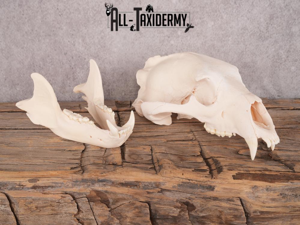 Alberta Black Bear Skull SKU 3426 - Image 3