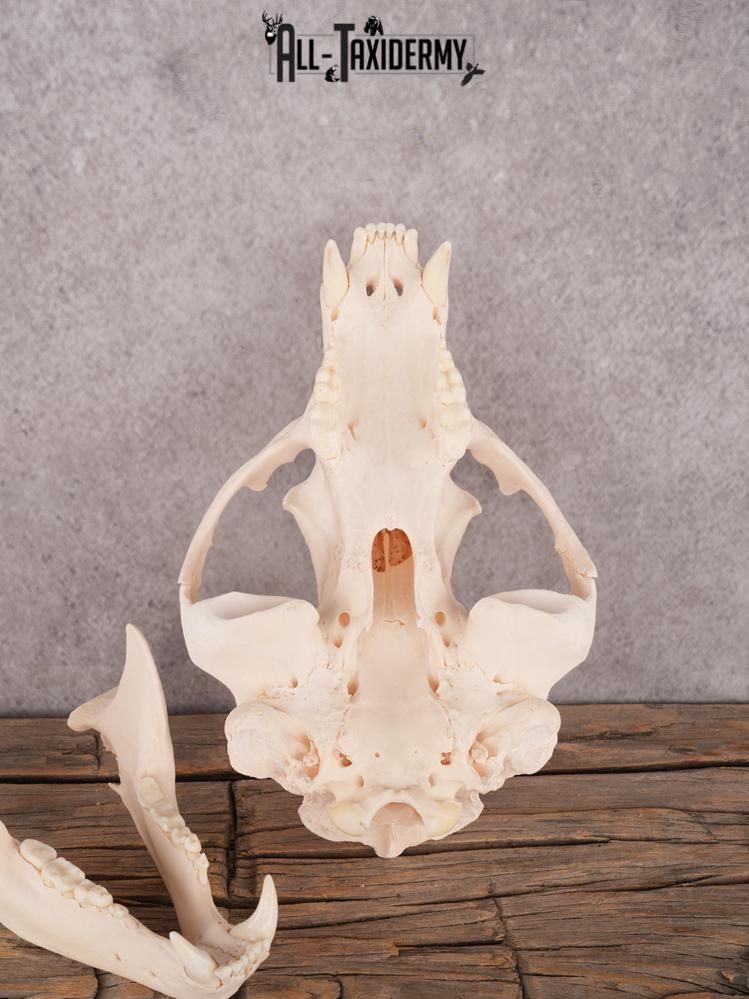 Alberta Black Bear Skull SKU 3426 - Image 2