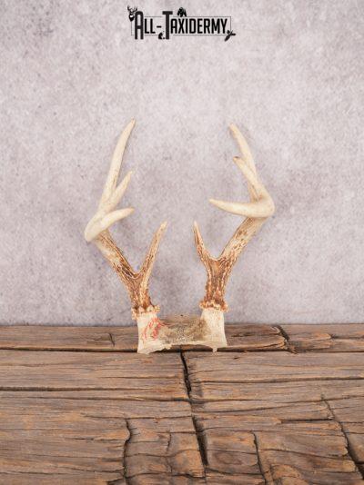 Whitetail deer skull cap SKU 3384