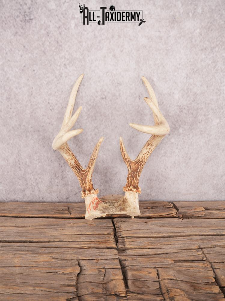 Whitetail deer skull cap SKU 3384