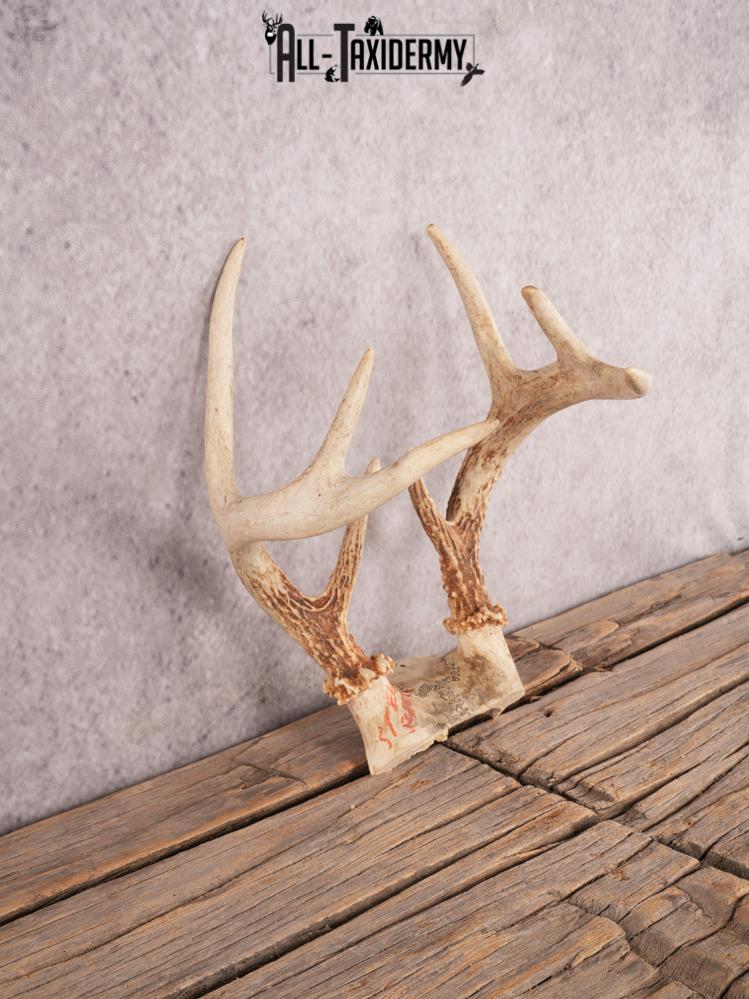 Whitetail deer skull cap SKU 3384 - Image 4
