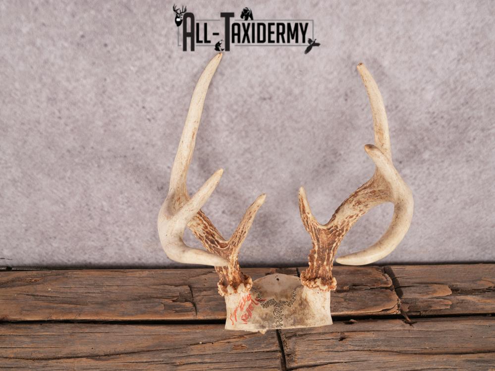 Whitetail deer skull cap SKU 3384 - Image 3