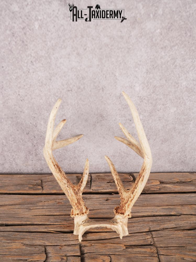 Whitetail deer skull cap SKU 3384 - Image 2