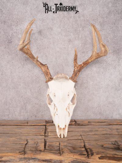 Whitetail Skull SKU 3326