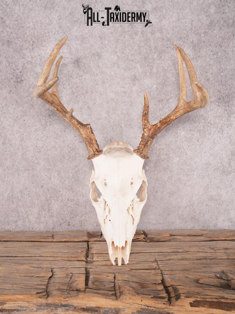 Whitetail Skull SKU 3326