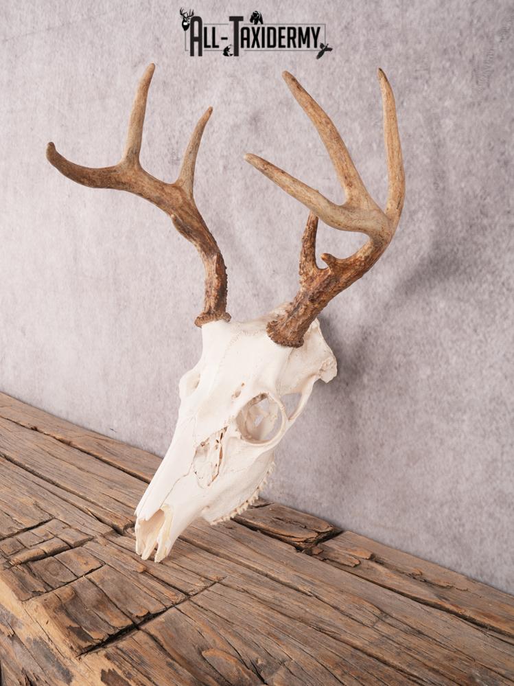 Whitetail Skull SKU 3326 - Image 5