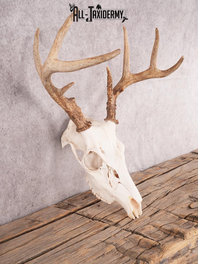 Whitetail Skull SKU 3326 - Image 4