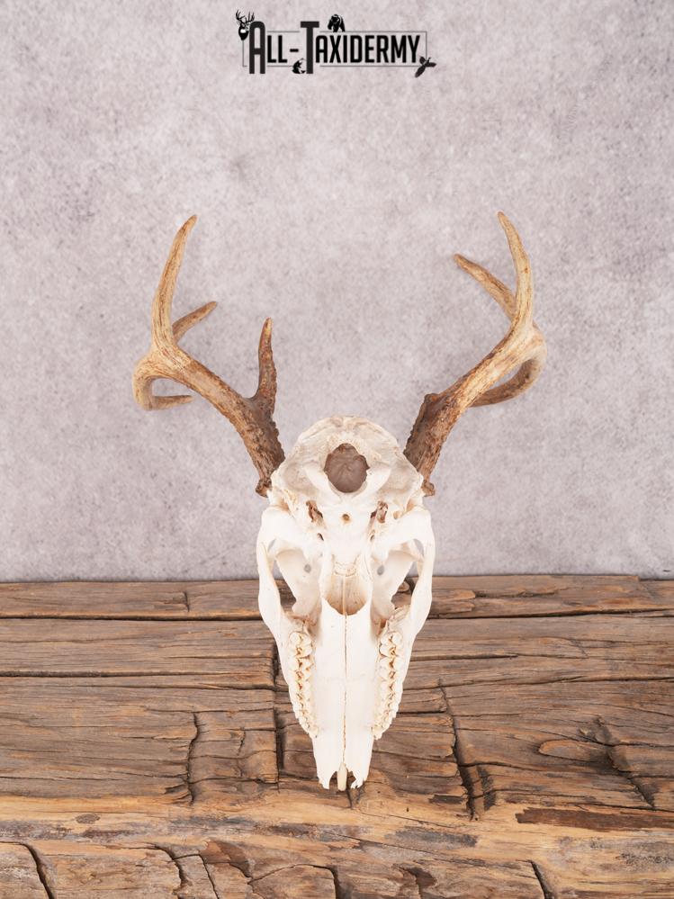 Whitetail Skull SKU 3326 - Image 2