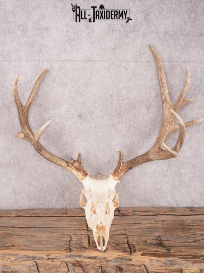 SKU 3410 Mule Deer Skull