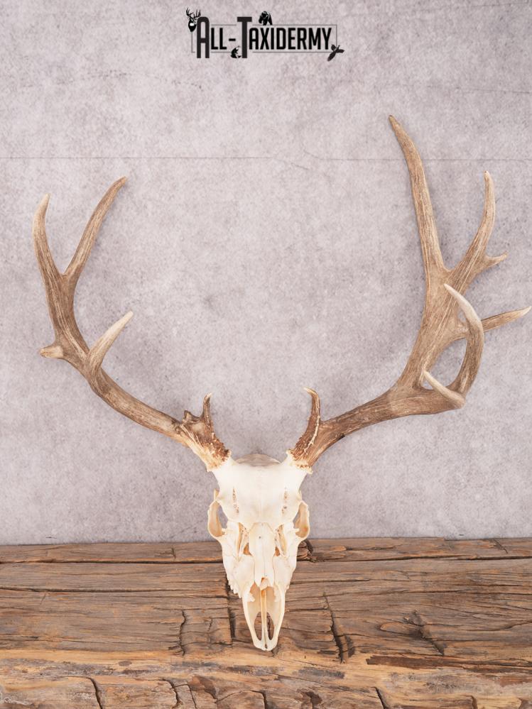 SKU 3410 Mule Deer Skull