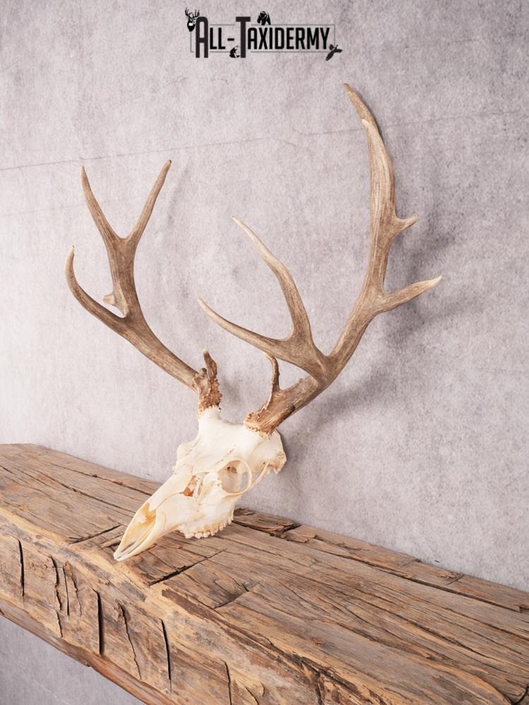 SKU 3410 Mule Deer Skull - Image 6