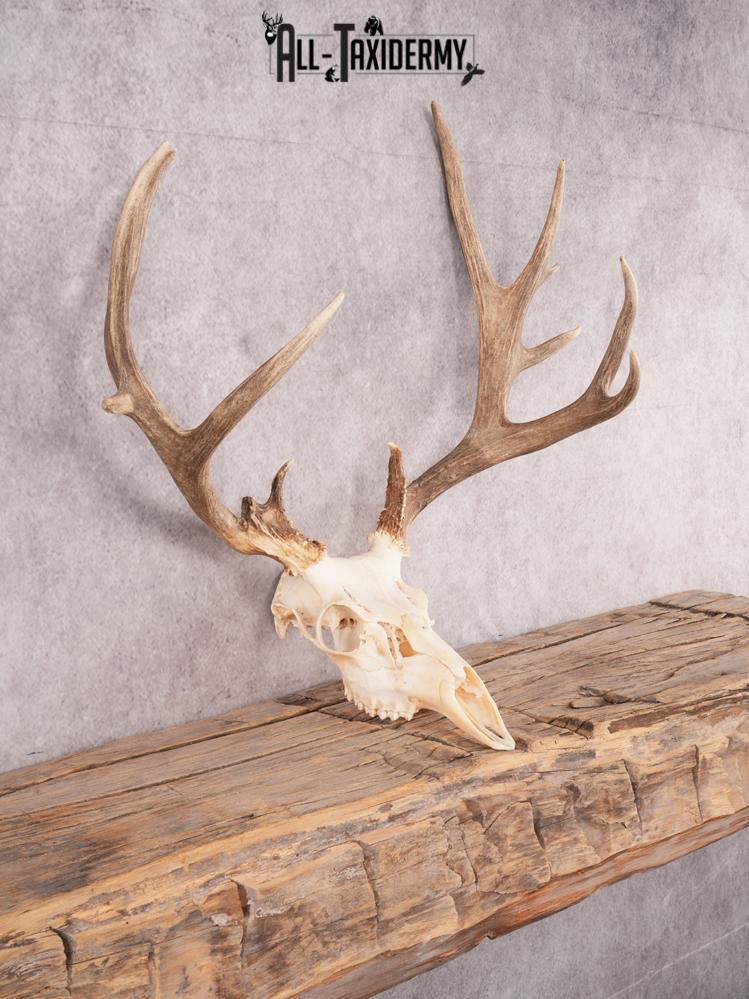 SKU 3410 Mule Deer Skull - Image 5