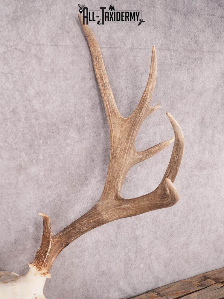 SKU 3410 Mule Deer Skull - Image 3